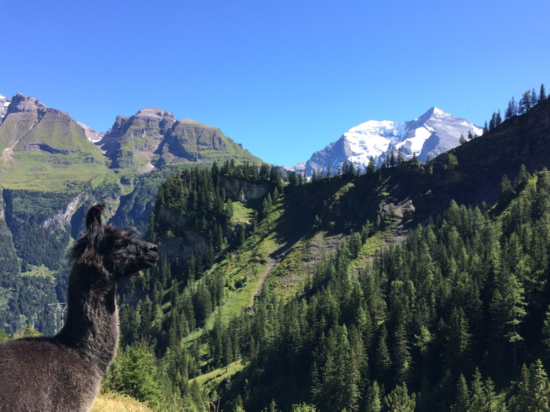 Llama in the Swiss Alps
