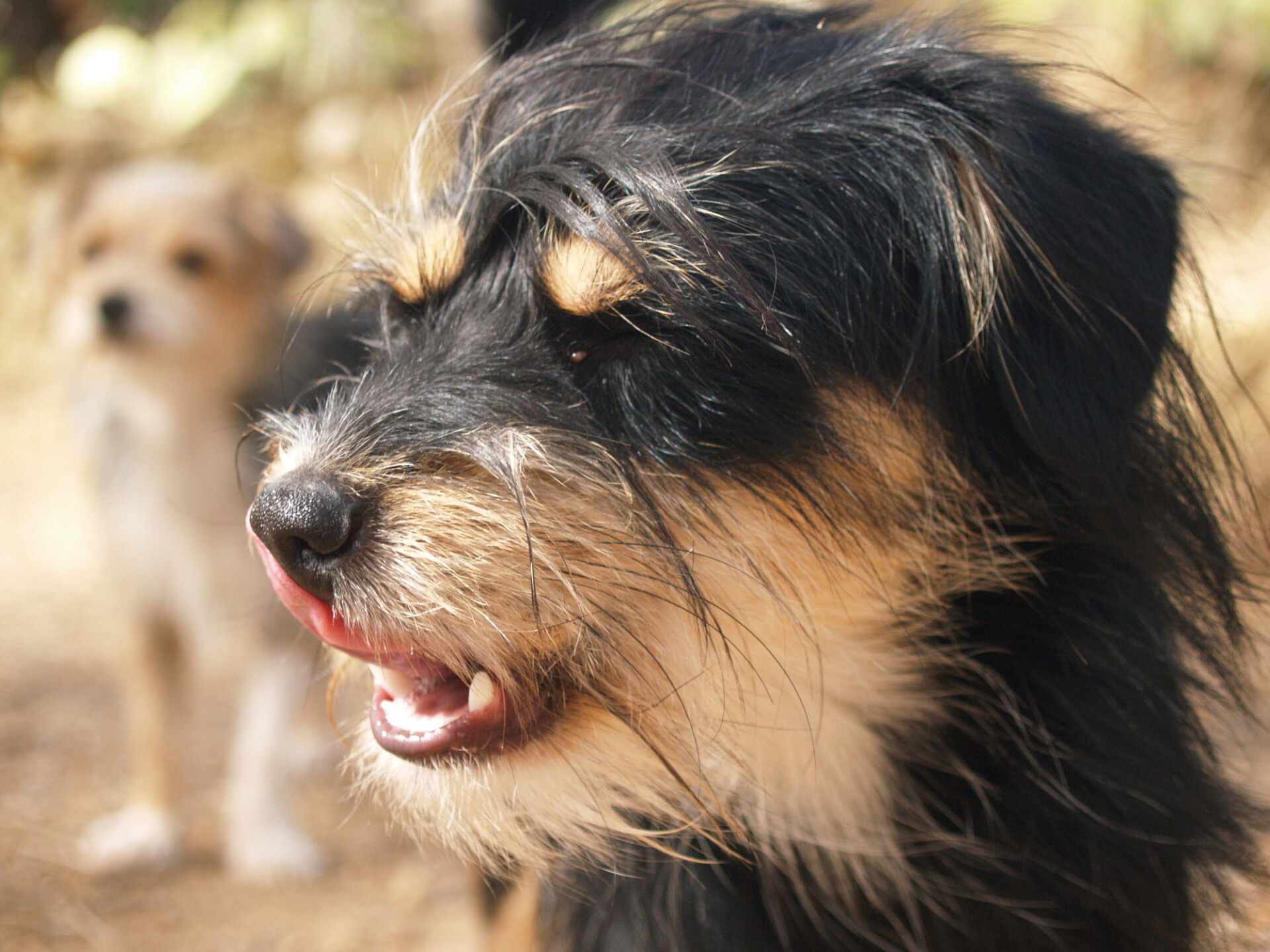 Portrait of a cute little dog