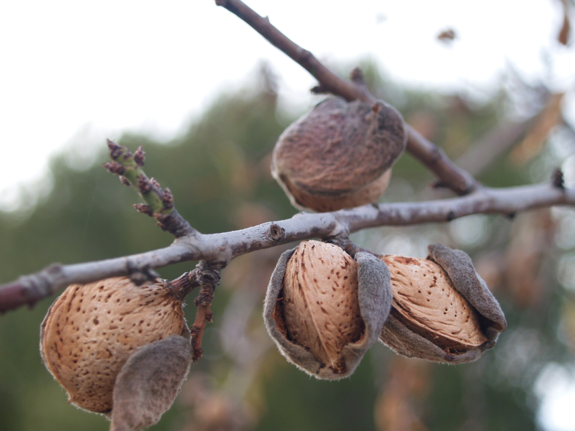 Almonds on the almond tree