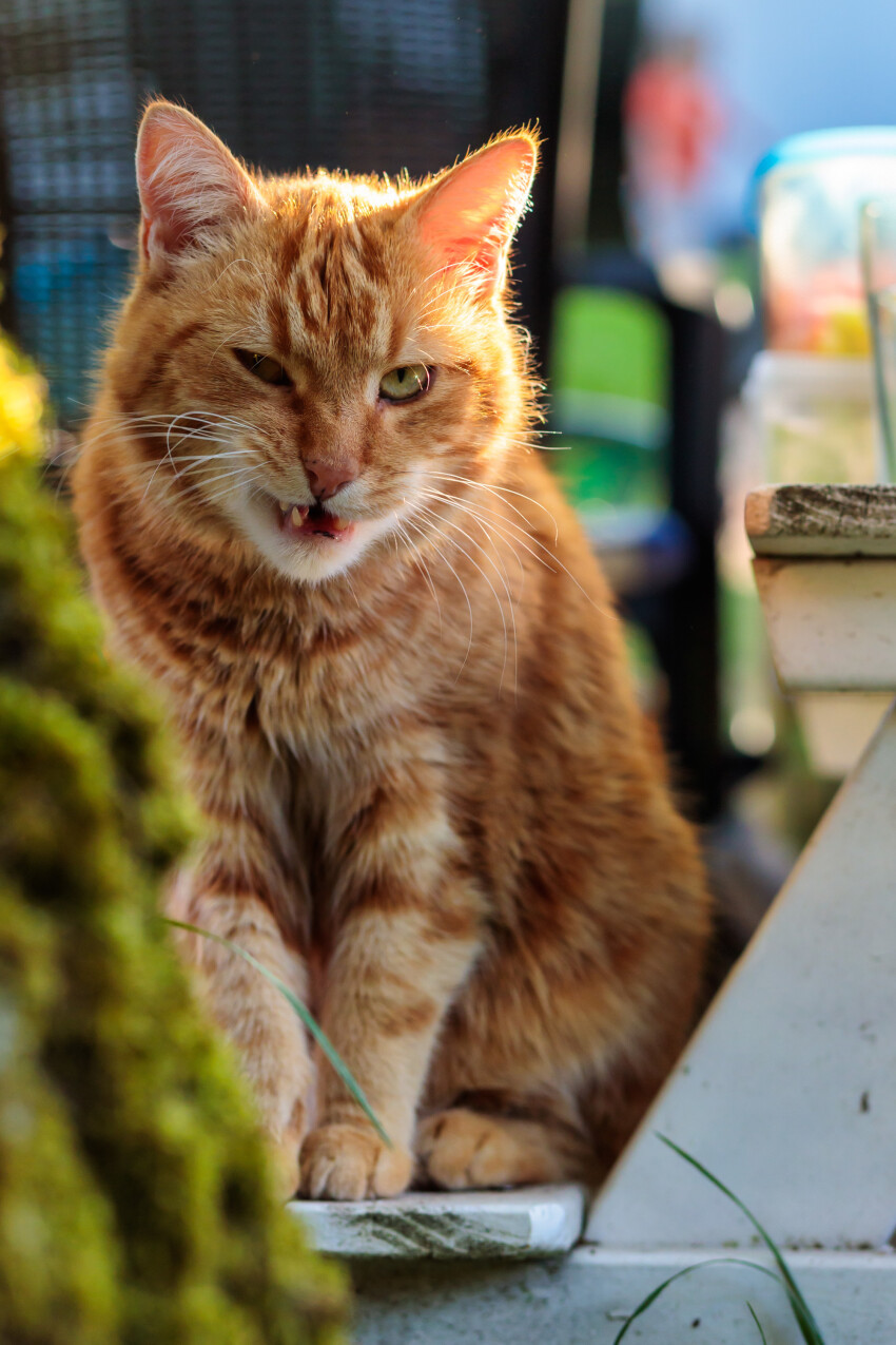 Red cat sitting on a bench in the garden