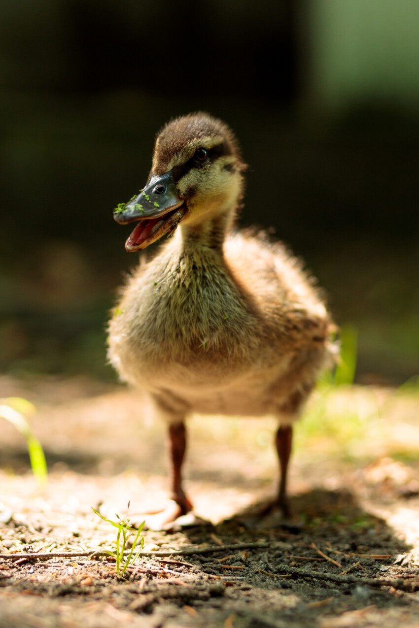 Quacking little duckling