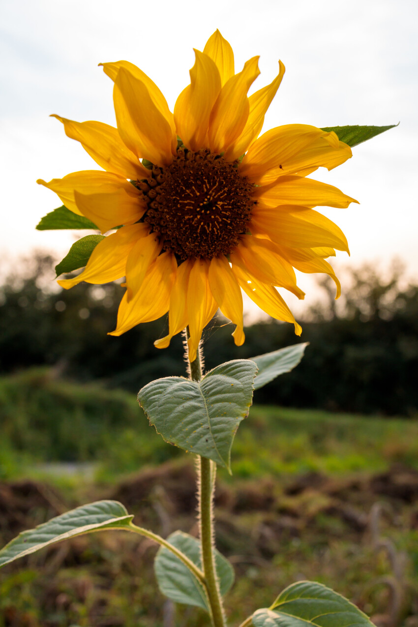 Sunflower at sunset in september