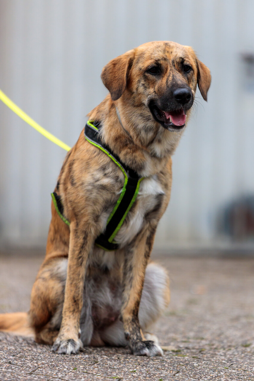 Brown mixed breed dog on leash