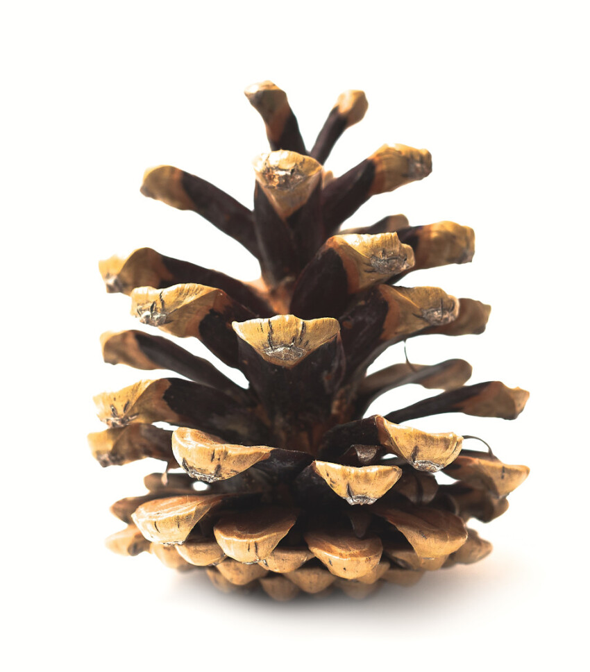 pinecone white background