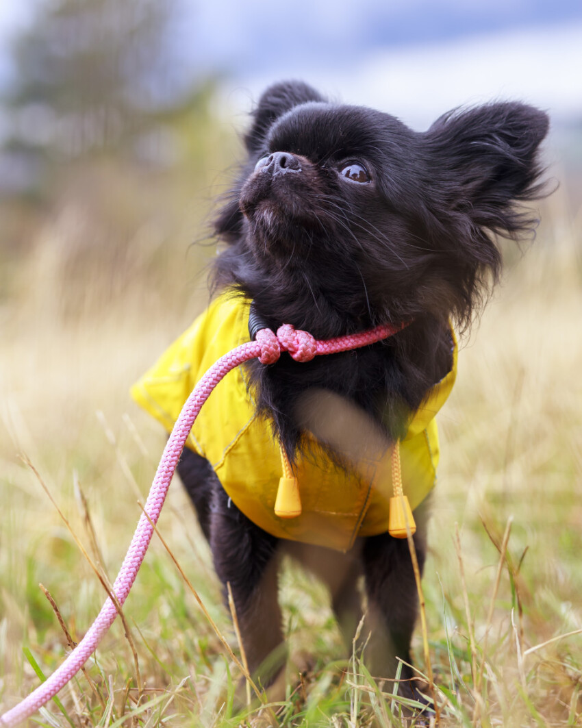 adorable little chihuahua dog wearing a yellow oil jacket in the autumn forest during some rain