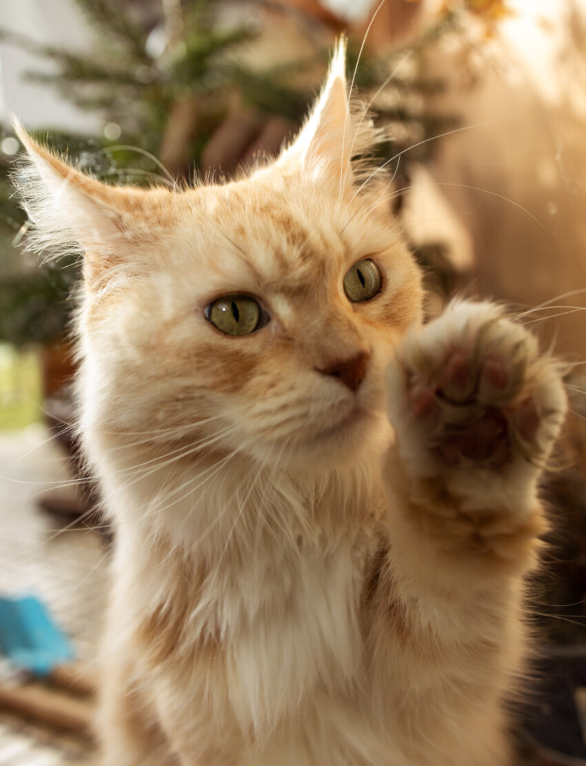 Cat stands in front of the window and wants to get in