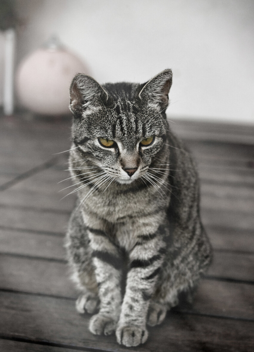 Gray tabby cat