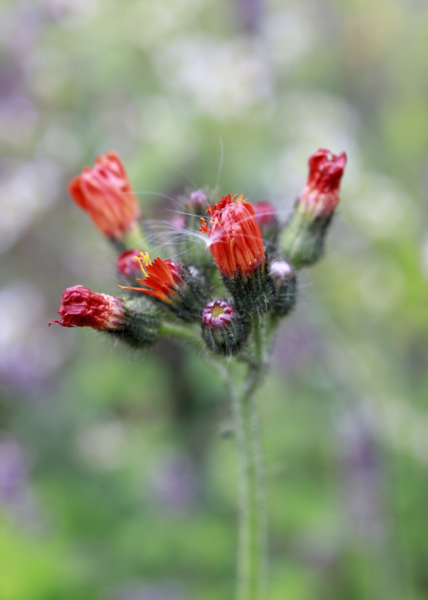 Orange Hawkweed flowers