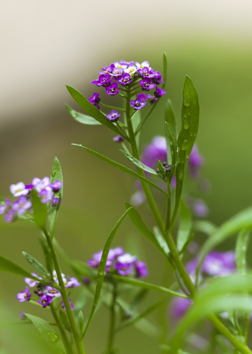 Close up of Sweet Alyssum flowers in full bloom.