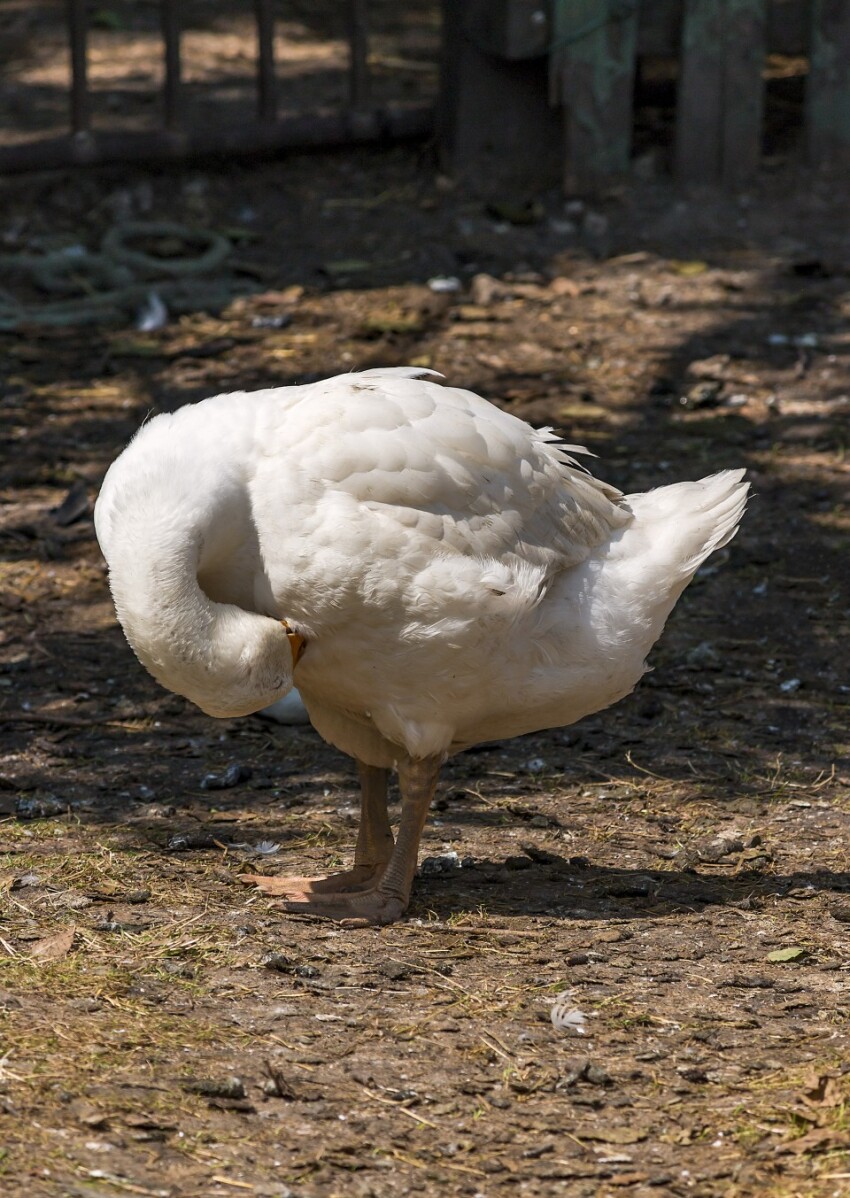 goose is cleaning her plumage