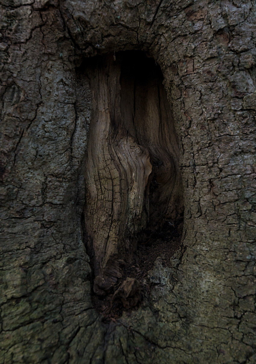 hole bark tree texture