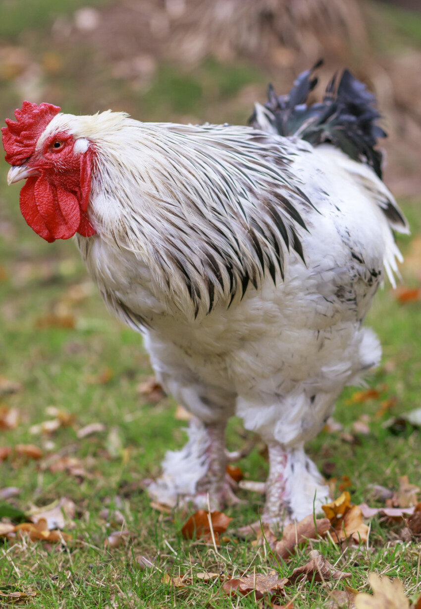 white brahma hen on a meadow in autumn