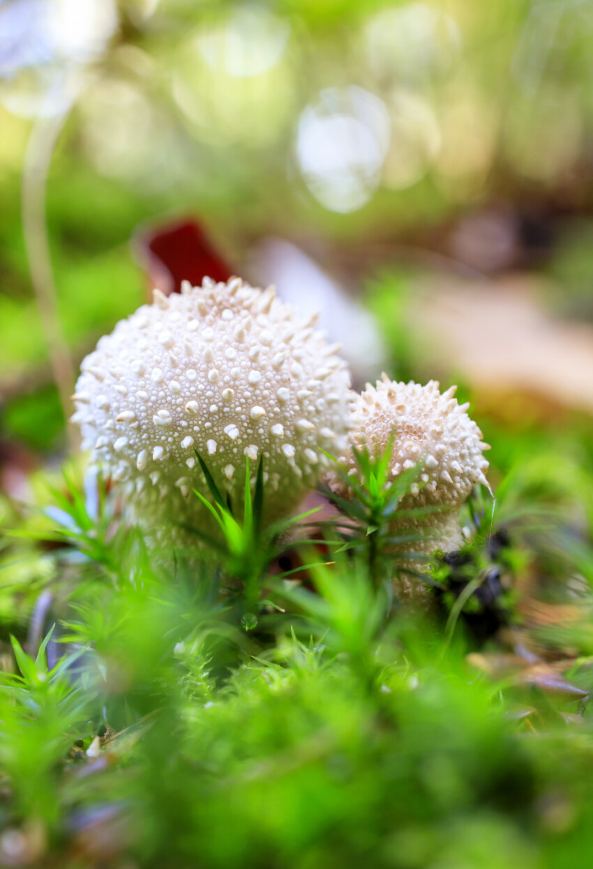 Common Puffball, Lycoperdon perlatum, warted puffball, gem-studded puffball, wolf farts or the devil's snuff-box mushrooms in a forest