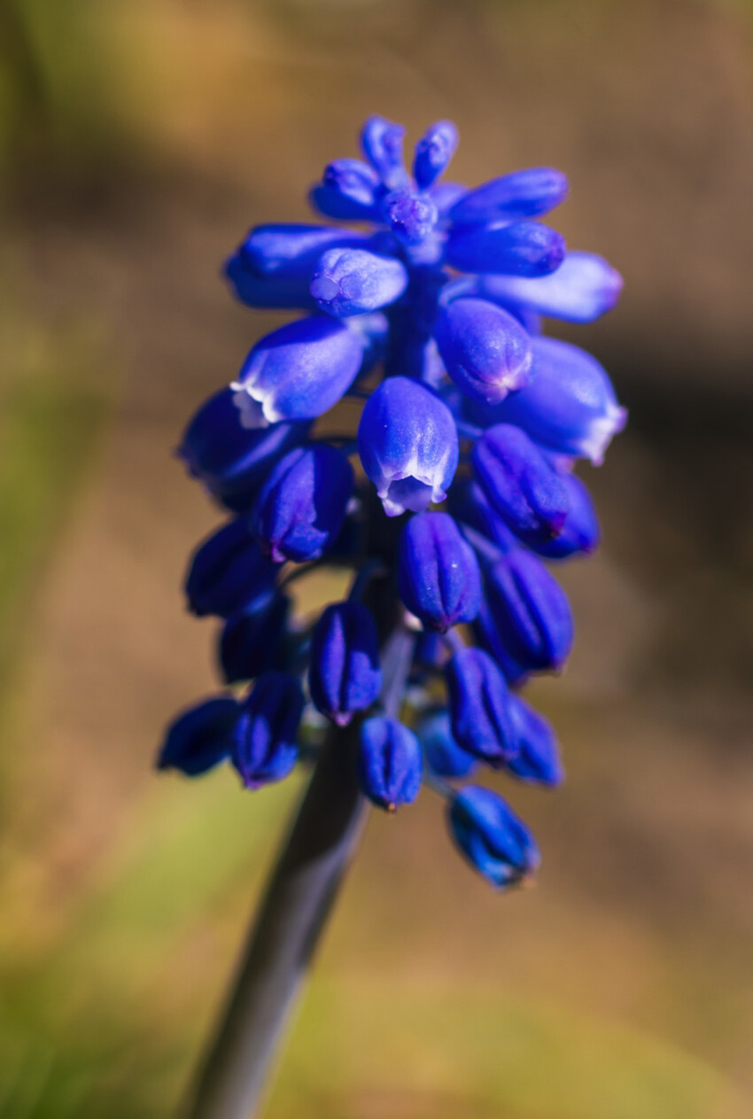 beautiful blue blooming hyacinth spring flower