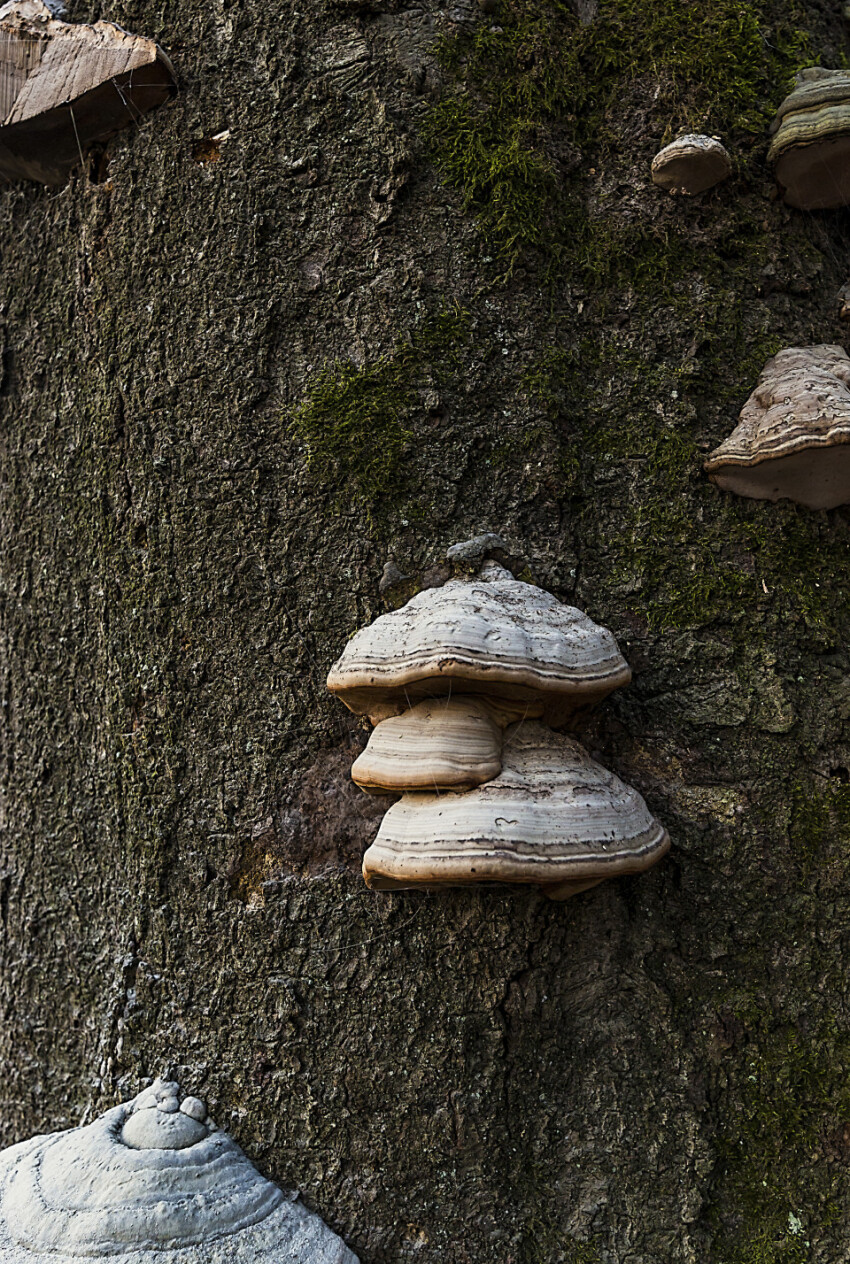 mushroom bark tree texture