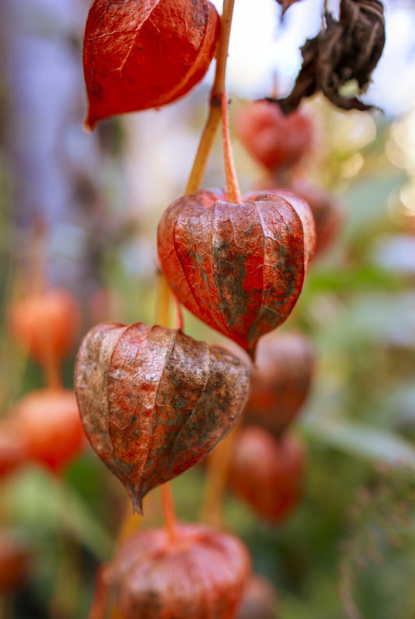 Physalis peruviana - Cape gooseberry, goldenberry or physalis