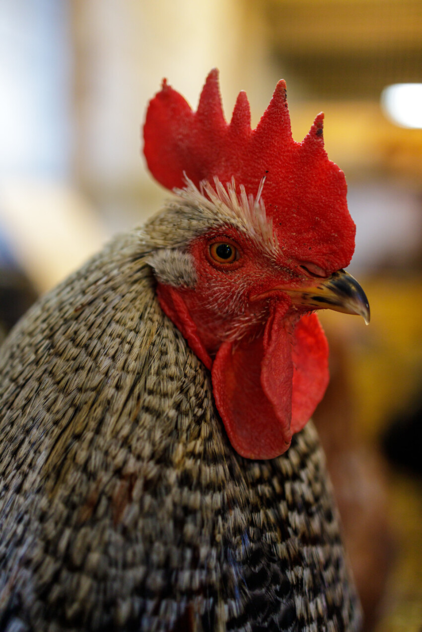 Portrait of a rooster