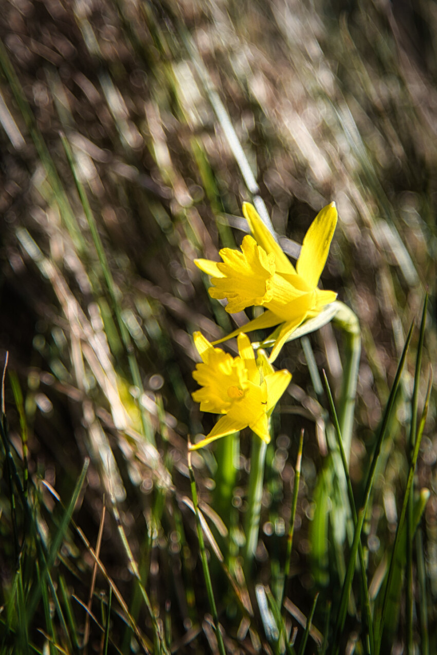 beautiful yellow daffodil flower between grass