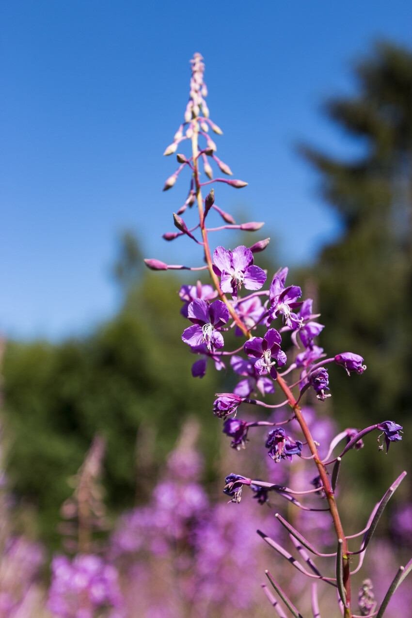 Purple fireweed flowers