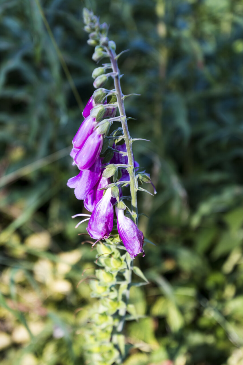 foxglove on wild meadow