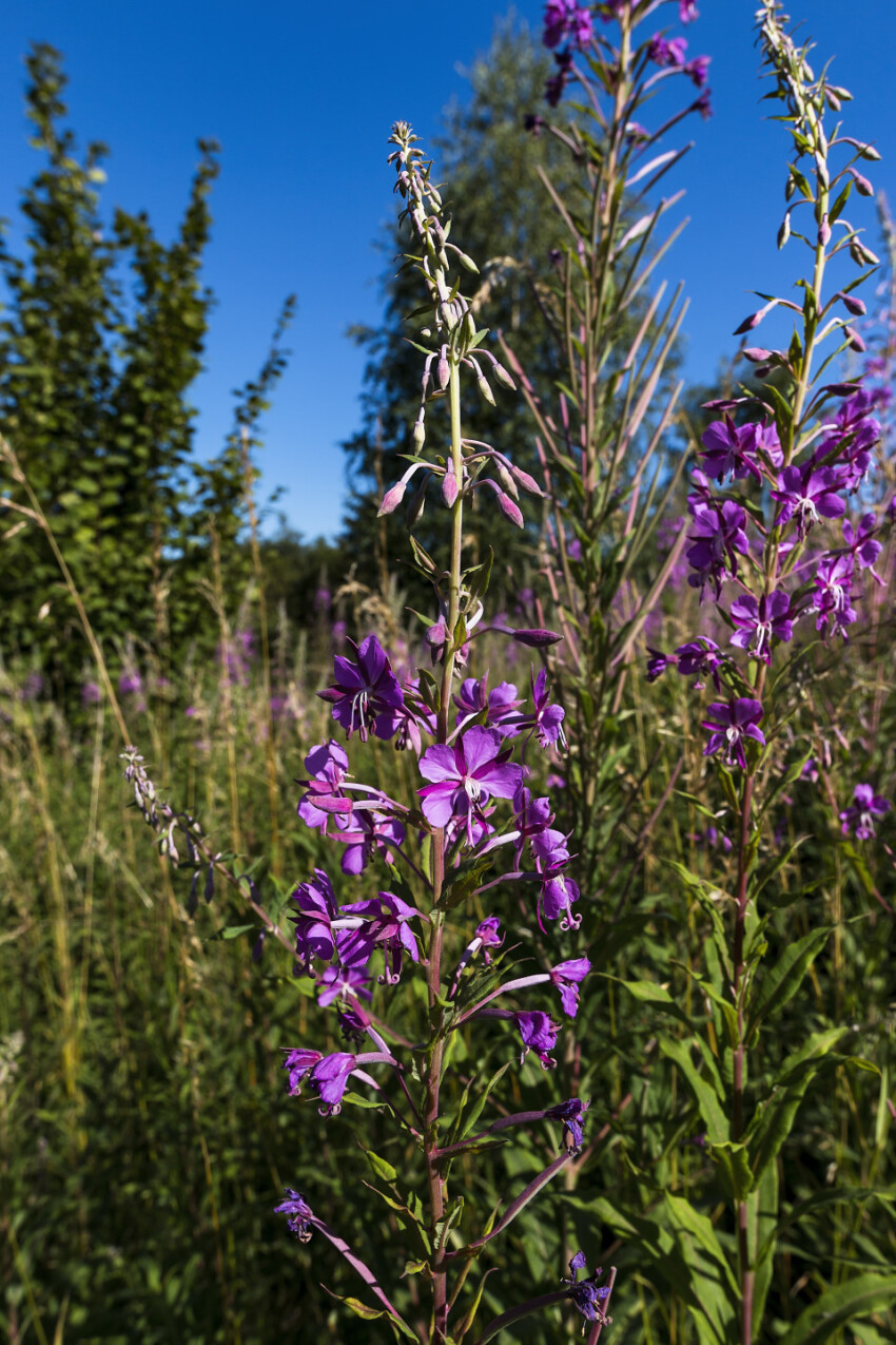 wild fireweed