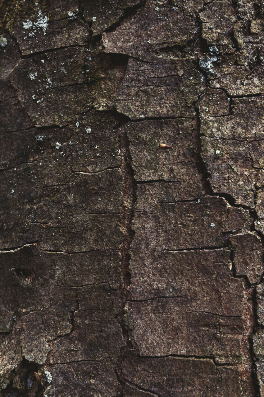 bark texture