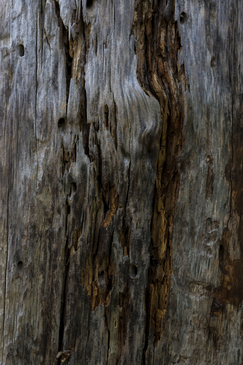 wood grain texture