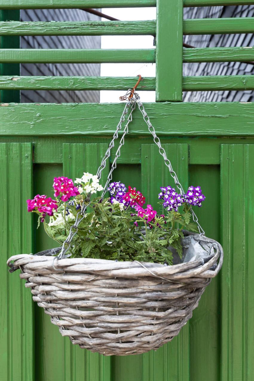 flower basket on a green fence