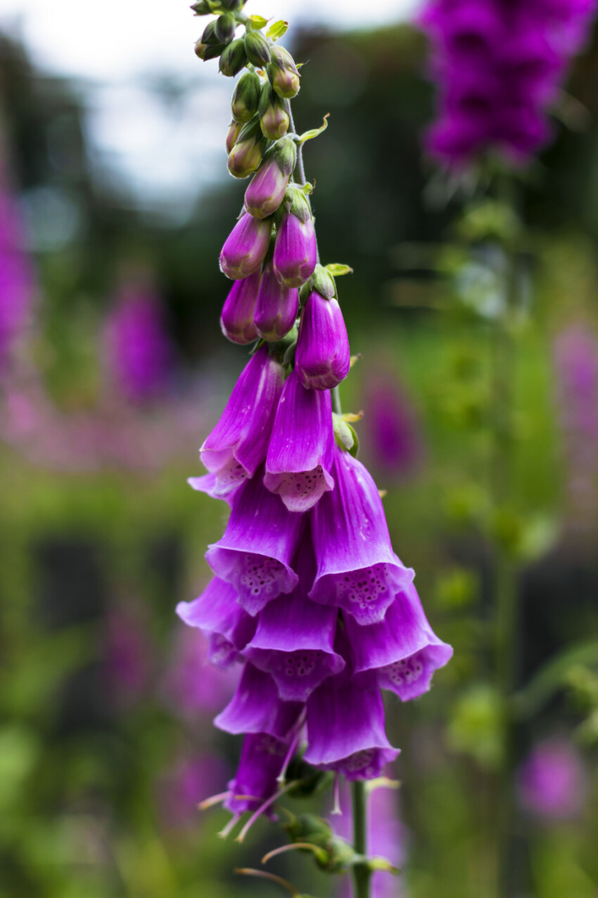 Digitalis purpurea, Foxgloves - pink blooming flowers