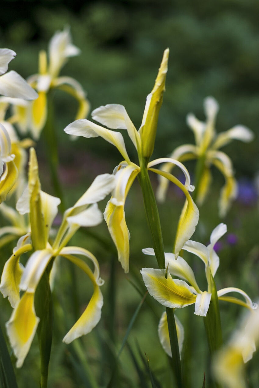 Yellow iris flower in summer - iris pseudacorus