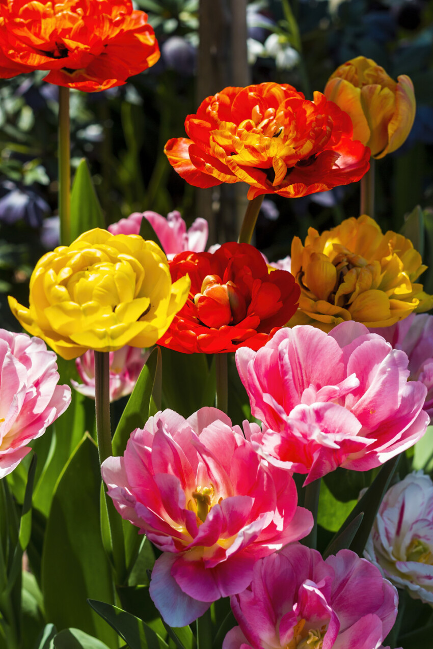 various colorful blooming tulips flowers
