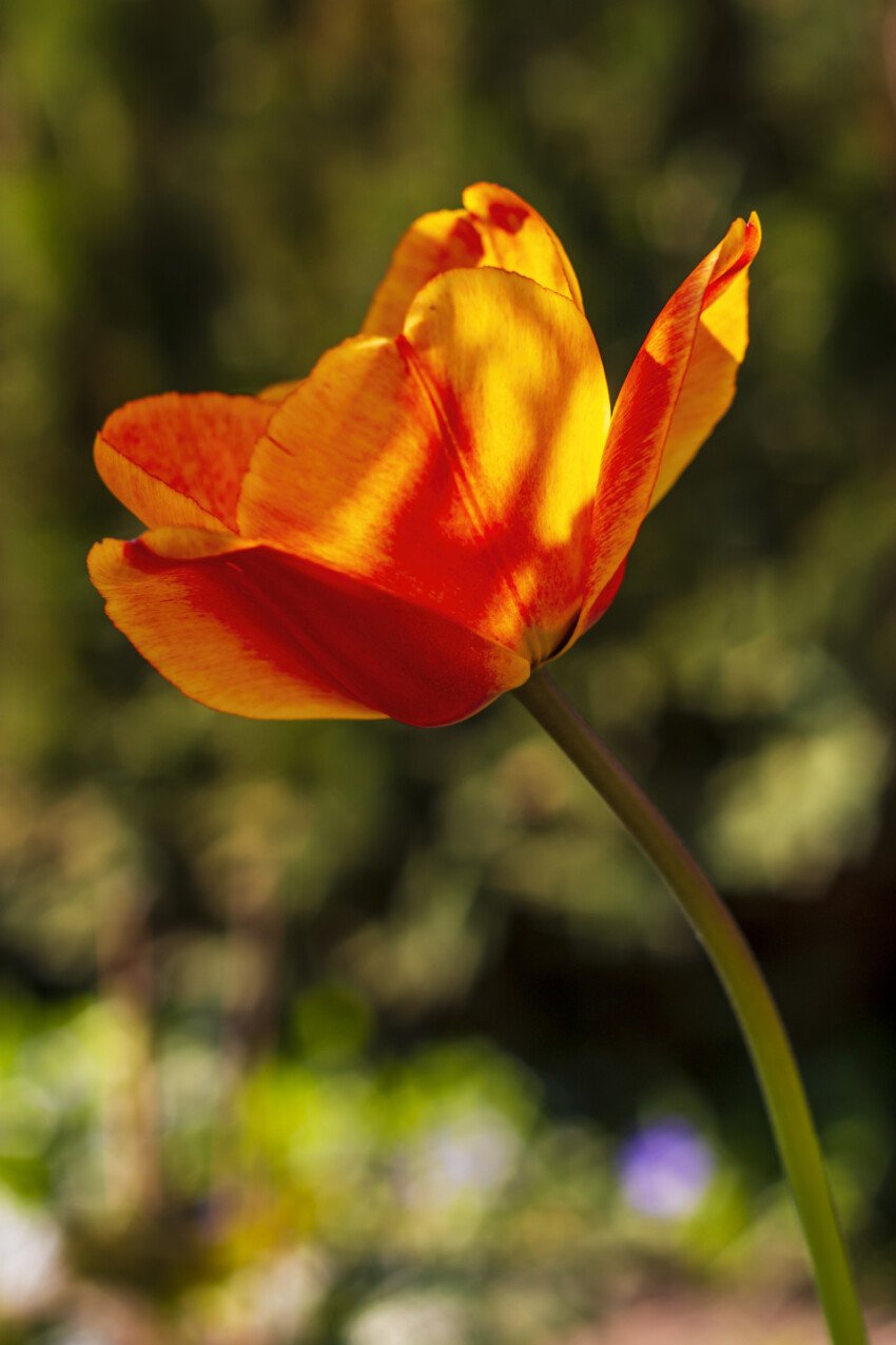 orange tulip in spring