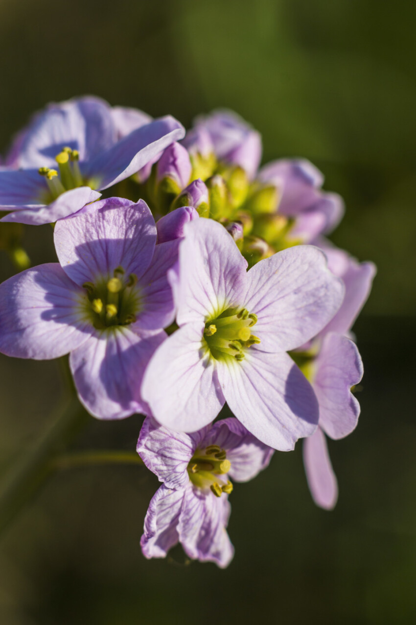 Iberis umbellata, Candytuft flower in pink