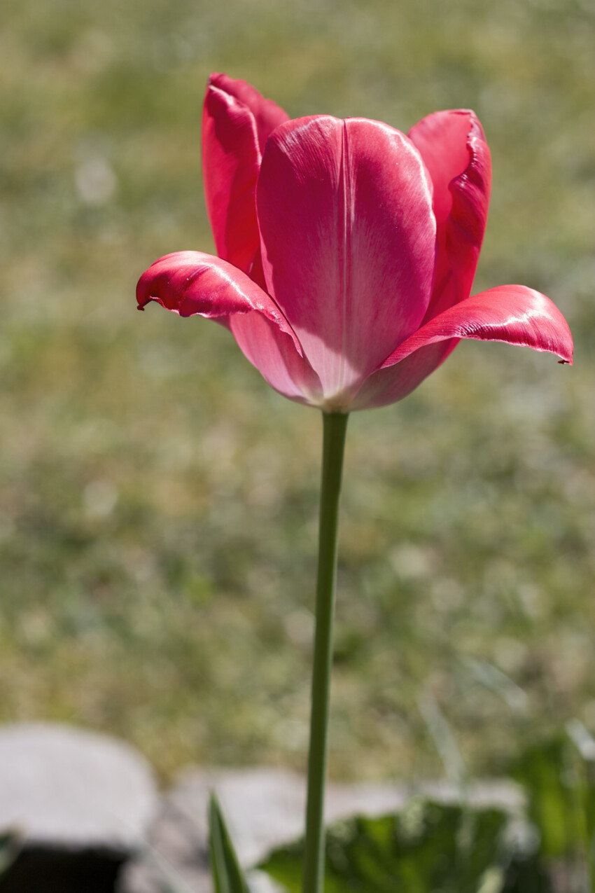 beautiful pink tulip flower in summer