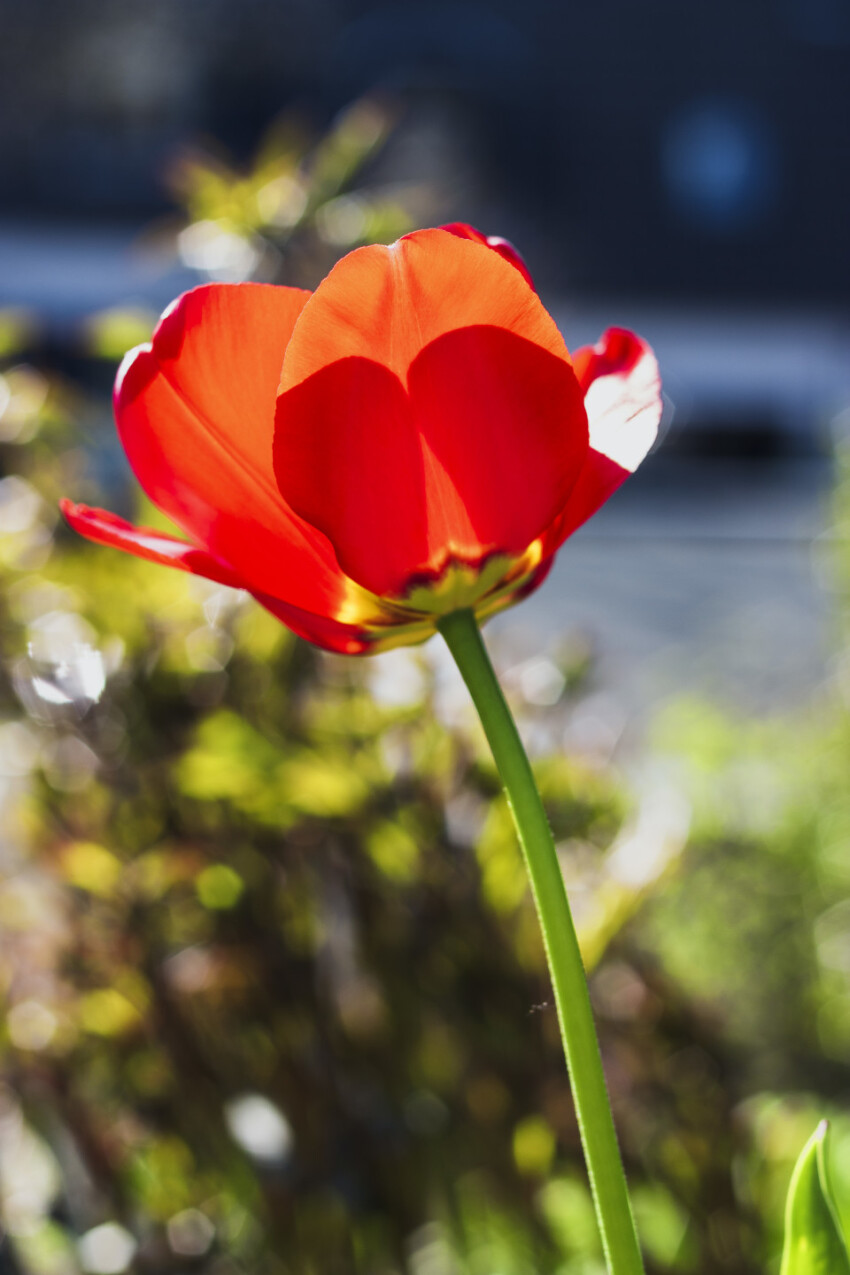 red tulip flower in spring