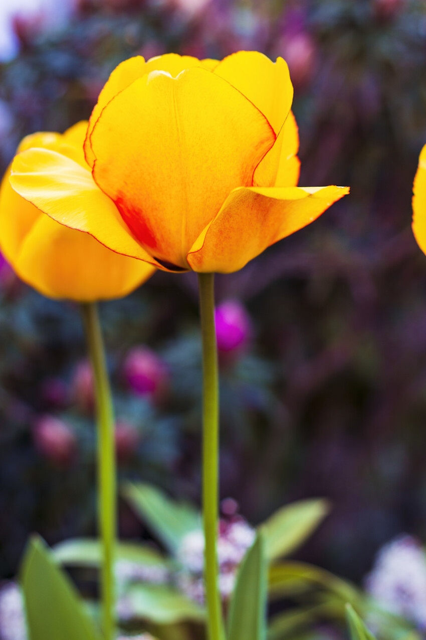 yellow tulips with a light red border in spring