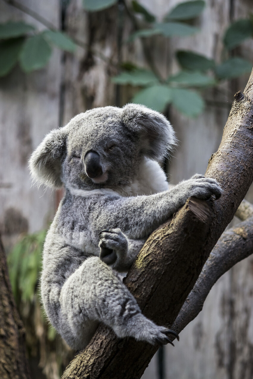 koala on tree