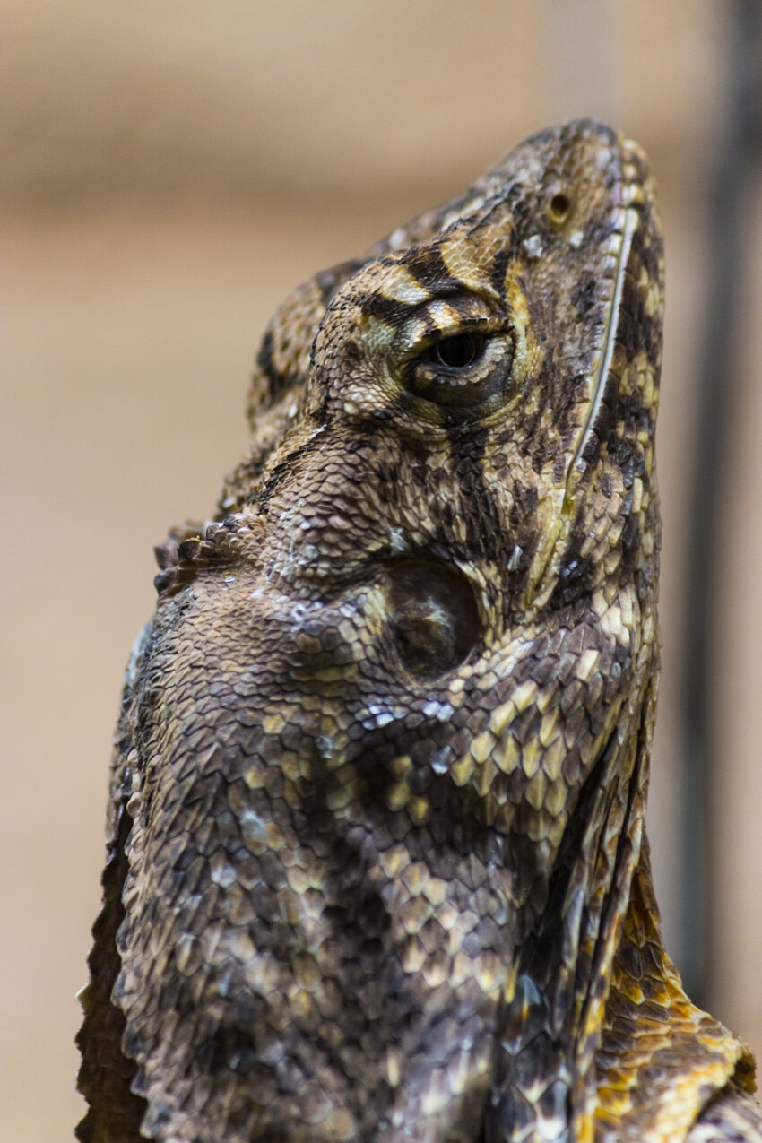 lizard portrait