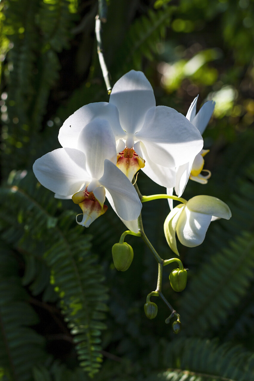 beautiful white blooming orchid flowers