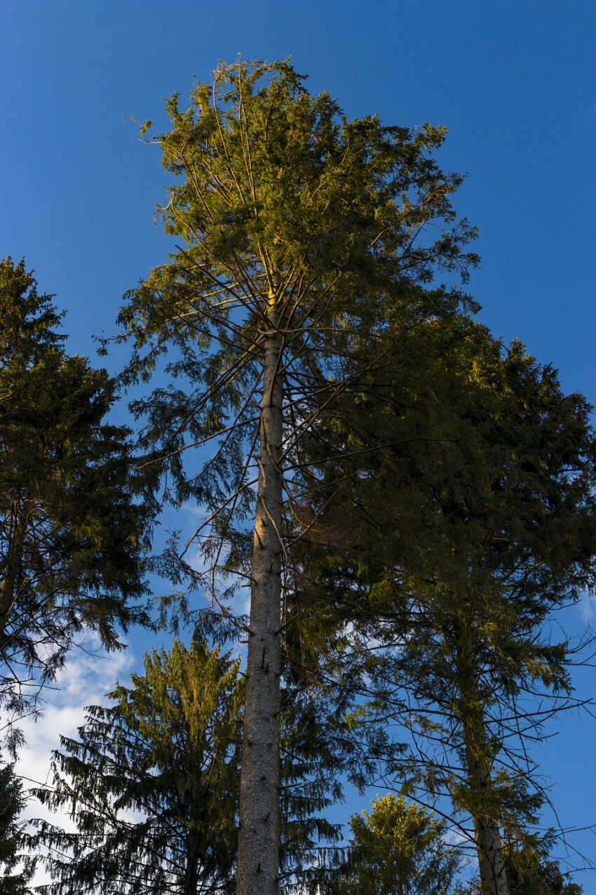 beautiful forest tree under blue sky