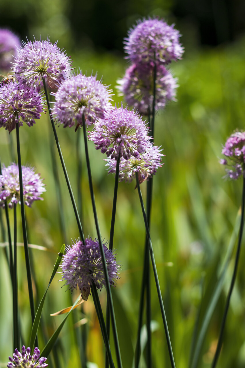 allium pink summer flower background