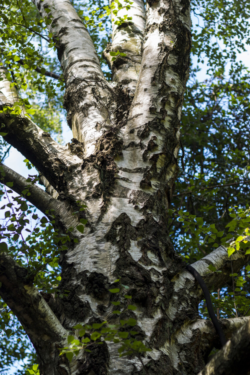 birch tree