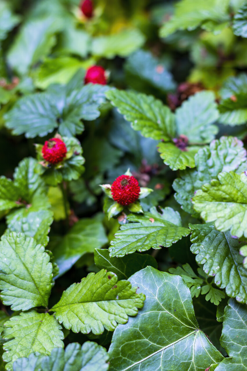 Duchesnea indica, mock strawberry, Indian strawberry, or false strawberry.