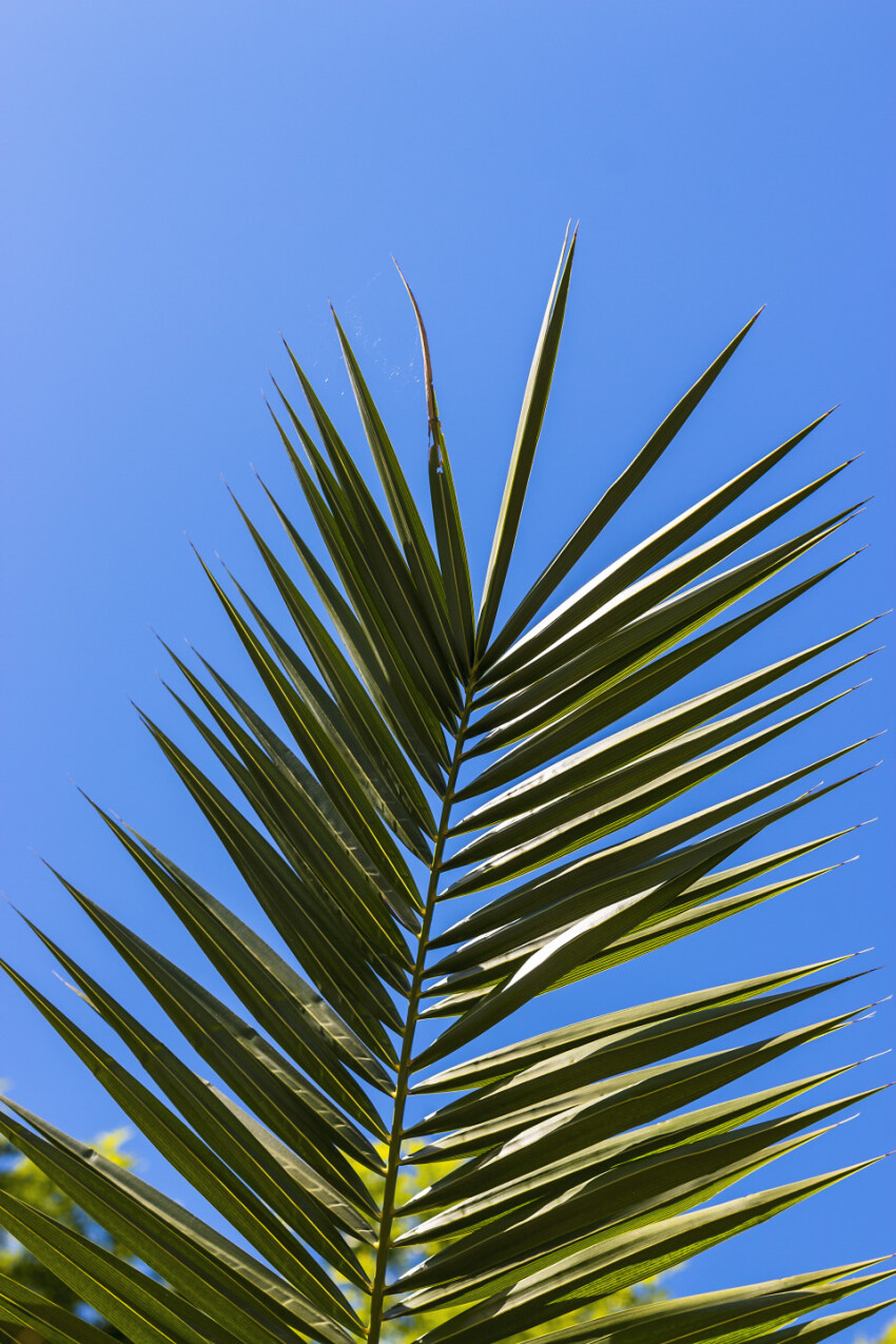 palm leaf on blue sky background