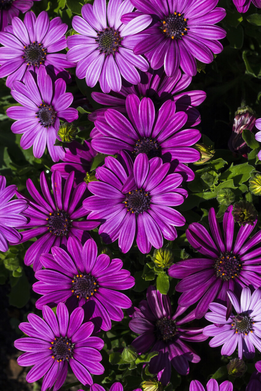 purple felicia amelloides - beautiful flower background