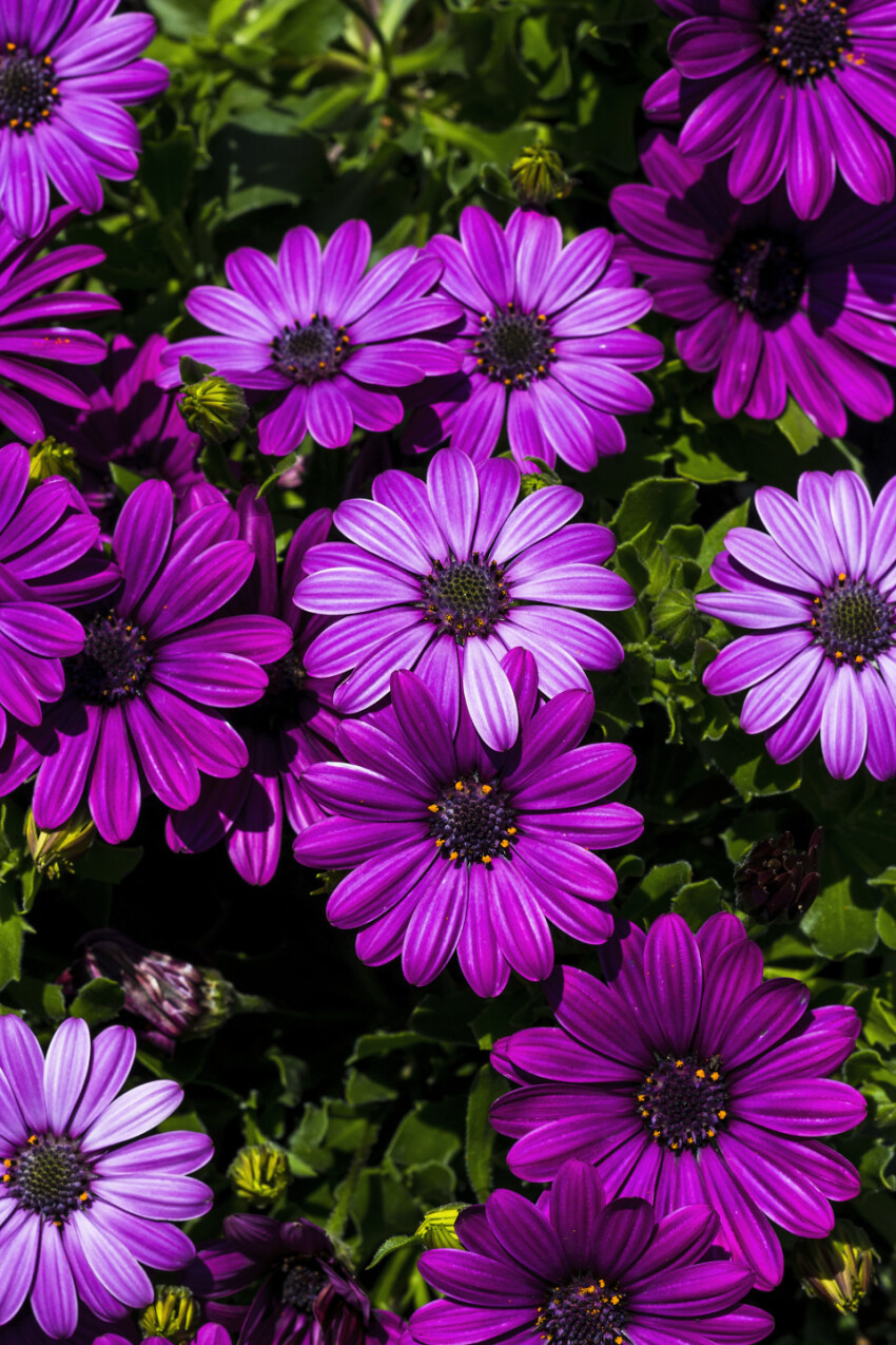 purple felicia amelloides - beautiful flower background