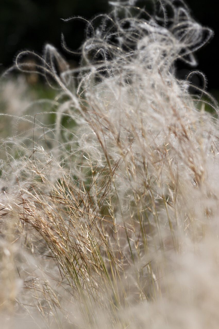 stipa feather grass