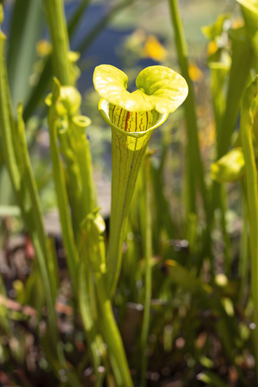 yellow pitcher plant - beautiful insect eating plant