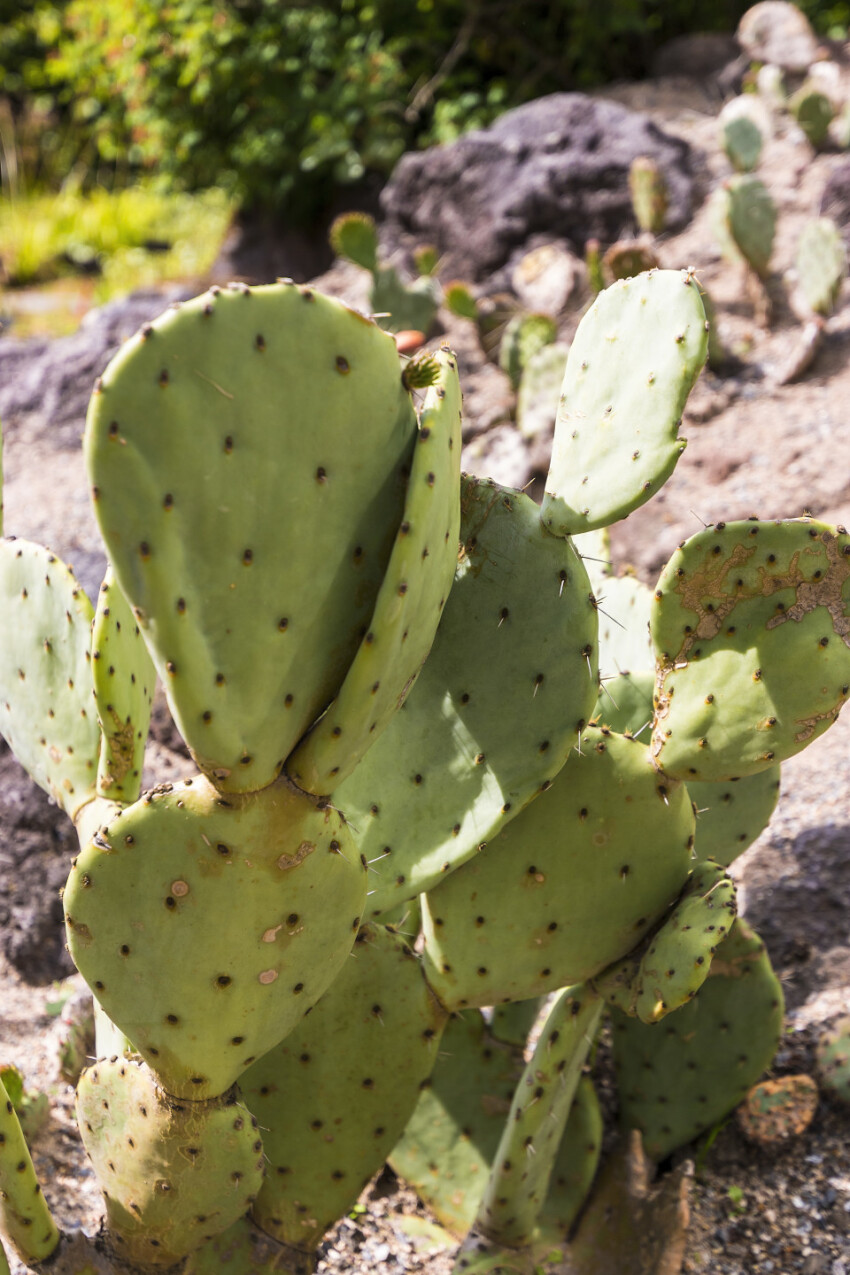 bunny ears cactus