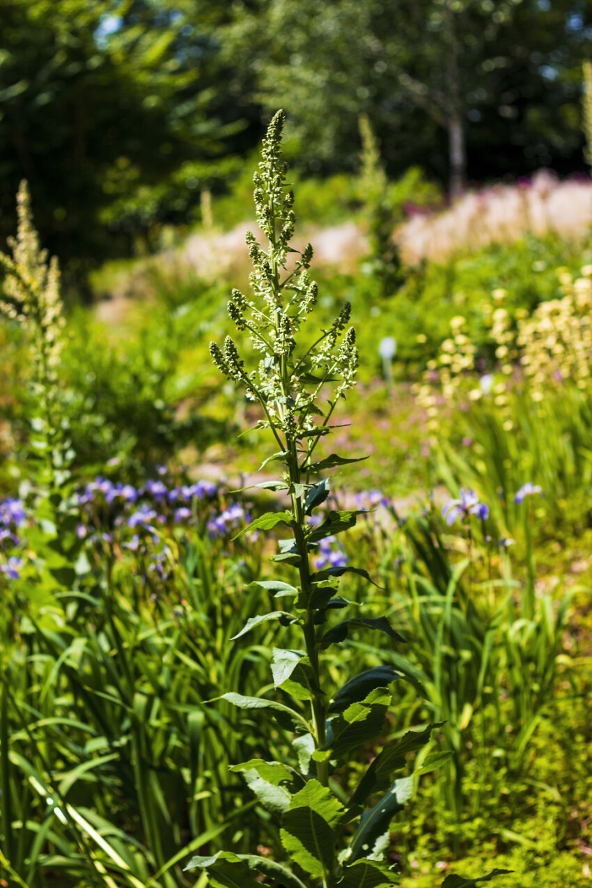 Eremurus himalaicus flowers in the garden